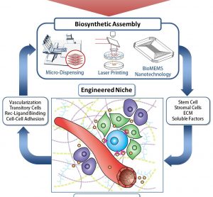 Figure 1. Engineering the Stem Cell Niche. The ability to assembly natural and manmade components into idealized biosynthetic 3D architectures requires a detailed understanding of the environment, along with the technology and expertise to manipulate them. This multiscale and multi-expertise approach is expected to lead to unprecedented breakthroughs in tissue engineering and biofabrication that benefit human health for an improved quality of life.