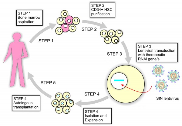Figure 3 A method for ex vivo gene therapy. Transduced haematopoetic stem cells (HSCs) express anti-HIV therapeutic expression cassettes which are transplanted autologously into patients.