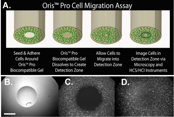 Figure 3 (A) Schematic of the Oris™ Pro assay. (B-D) Temporal presence of cell exclusion zone. Plate is provided with a non-toxic, water soluble gel that creates a cell exclusion zone (B). At four hours post-seeding, CMFDA-labelled HT-1080 cells have attached to a collagen I coated plate at the well perimeter but not in the central exclusion zone (C). At 21 hours post-seeding, cells have migrated to create a monolayer across the entire well (D). All images were taken from the same well. Scale bar, two millimetres Copyright: Images and schematic courtesy of Dr. Keren Hulkower, Platypus Technologies, LLC