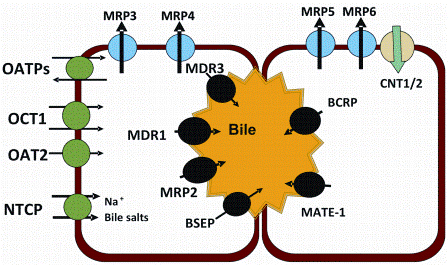 Figure 3: OATP: Organic anion-transporting polypeptide, OCT: Organic cation transporter, MDR: Multidrug resistance protein, MRP: Multidrug resistance associated protein, BCRP: Breast cancer resistance protein, NTCP: Sodium taurocholate cotransporting polypeptide, BSEP: Bile Salt Export Pump, MATE: Multidrug and toxin extrusion, CNT: Concentrative nucleoside transporter