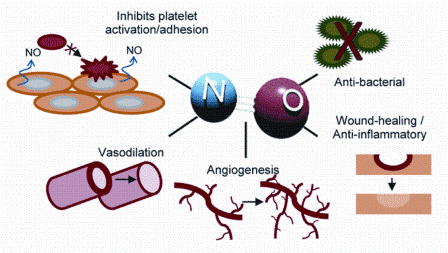 Figure 3: Nitric oxide exhibits multiple therapeutic properties and is involved in a variety of biological activities