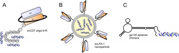 Figure 4 Synthetic siRNA-based delivery approaches. A) Single-chained antibodies to CD7 consisting of an argentine tag binds to negatively charged siRNAs. B) A stabilised nanoparticle consisting of a neutral phospholipids encapsulating siRNAs and targeted to the integrin LFA-1 via conjugated LFA-1 sing-chained antibodies. C) A gp120-targeted aptamer-siRNA chimera.