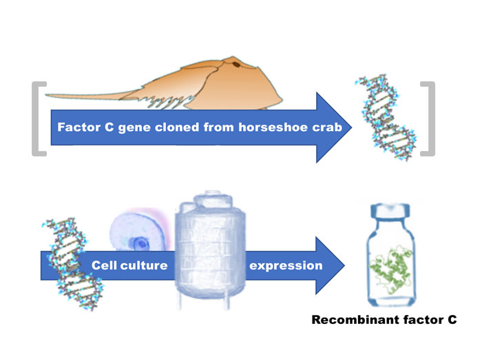 Specificity in the recombinant factor C test for endotoxin