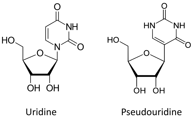 Structure of uridine and pseudouridine