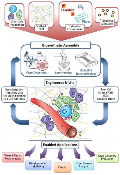 Figure 1.  Engineering the Stem Cell Niche. The ability to assembly natural and manmade components into idealized biosynthetic 3D architectures requires a detailed understanding of the environment, along with the technology and expertise to manipulate them. This multiscale and multi-expertise approach is expected to lead to unprecedented breakthroughs in tissue engineering and biofabrication that benefit human health for an improved quality of life.