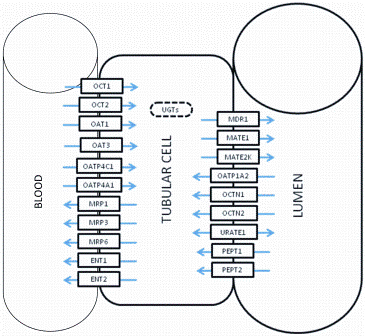 Figure 4: Diagrammatic representation of renal tubular cells and major transporters expressed in them. Abbreviations: UGTs: UDP-glucuronosyltransferases, MDR : Mulidrug resistance protein, MRPs: Mulidrug resistance associated protein, PEPT: Peptide transporter, OATP: Organic anion-transporting polypeptide, OCT: Organic cation transporter, OCTN: Carinitine/organic cation transporter, ENT: Equilibrative nucleoside transporter, URATE: Uric acid transporter