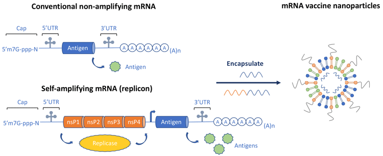 mRNA comparison