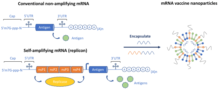 Comparison Of New Vaccine Approaches Covid 19