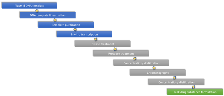 mRNA production 