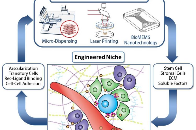 Figure 1. Engineering the Stem Cell Niche. The ability to assembly natural and manmade components into idealized biosynthetic 3D architectures requires a detailed understanding of the environment, along with the technology and expertise to manipulate them. This multiscale and multi-expertise approach is expected to lead to unprecedented breakthroughs in tissue engineering and biofabrication that benefit human health for an improved quality of life.