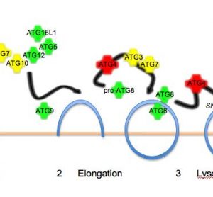 Figure 1The autophagy pathway. Autophagy proceeds in three steps: initiation by protein kinase complexes