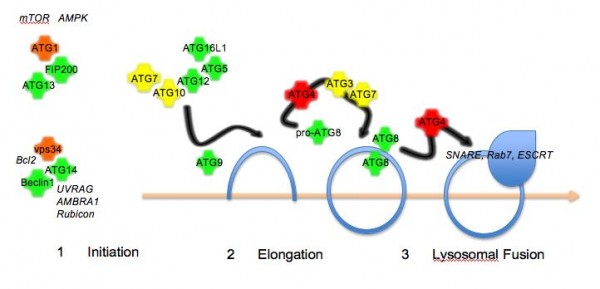 Figure 1The autophagy pathway. Autophagy proceeds in three steps: initiation by protein kinase complexes