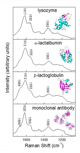 Figure 2 UVRR protein spectra of lysozyme, α-lactalbumin and β-lactoglobulin in water and a monoclonal antibody in buffer. All spectra were collected for 60 seconds with an excitation wavelength of 244 nanometres. Inserts are of cartoon representations of the protein structure drawn with PyMol (Delano Scientific, Palo Alto, CA) from the Protein Data Bank (PDB) atomic coordinates (lysozyme 1LSE, α-lactalbumin 1HFZ and β-lactoglobulin 1BEB, monoclonal antibody 1IGT)