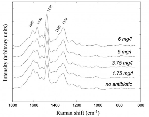 Figure 3 UVRR spectra of P. aeruginosa grown in the presence of various amikacin concentrations. Taken from Lόpez-Díez et al.18