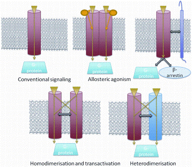 Figure 3: Currently, GPCRs are considered to utilize two primary types of transducers: G proteins and β- arrestins. Accessory proteins can either facilitate trafficking to the plasma membrane or influence the specificity of the ligand. Homodimerisation, heterodimeristion and transactivation may aid in increasing the diversity of signalling pathways