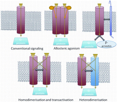 Figure3 Figure 3: Currently, GPCRs are considered to utilize two primary types of transducers: G proteins and β- arrestins. Accessory proteins can either facilitate trafficking to the plasma membrane or influence the specificity of the ligand. Homodimerisation, heterodimeristion and transactivation may aid in increasing the diversity of signalling pathways