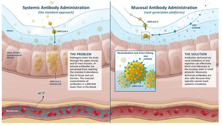 The role of mucosal tissue barrier function in enhancing or limiting the efficacy of injected versus topically applied antibody therapeutics. (Image credit: Lumen Bioscience and Cognition Studio).