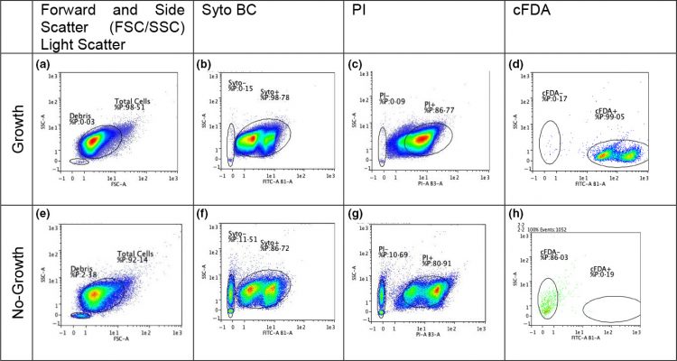 Flow cytometry of Geobacillus stearothermophilus biological indicators treated with vapourised hydrogen peroxide and incubated in Tryptic Soy Broth (TSB). Plots (a–d) are of from TSB tubes where growth was observed after 24 hours. Plots (e–h) are from TSB tubes where no growth was observed after 48 hours [Credit: McEvoy et al., 2021]. NB: Propidium iodide (PI) is a fluorescent dye for detection of dead cells; SYTO BC is a fluorescent probe for DNA and RNA; and Carboxfluorescein diacetate (cFDA) is a viability stain.