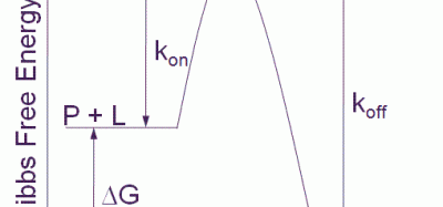 Figure 1 Free energy diagram for a single step binding interaction between protein (P) and ligand (L). For a binding reaction of this type increasing affinity is achieved by lowering the free energy of the PL complex. Increasing residence (decreasing koff) time is achieved by lowering the free energy of the PL complex and/or destabilizing the transition state