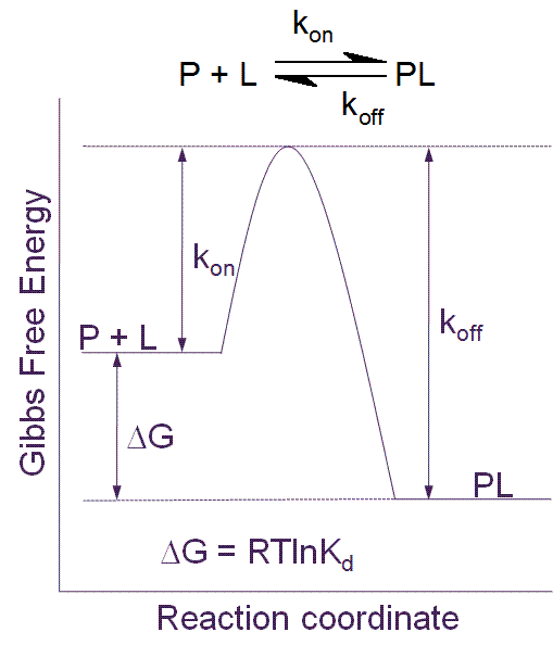 Figure 1 Free energy diagram for a single step binding interaction between protein (P) and ligand (L). For a binding reaction of this type increasing affinity is achieved by lowering the free energy of the PL complex. Increasing residence (decreasing koff) time is achieved by lowering the free energy of the PL complex and/or destabilizing the transition state