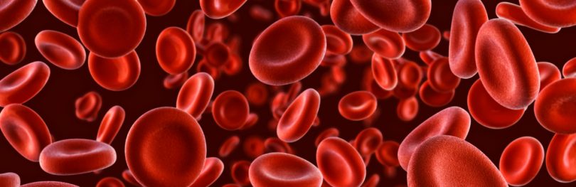 red blood cells on a white background - idea of blood disorder such as haemophilia