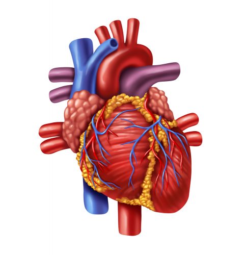 Diagram of the anatomy of a human heart