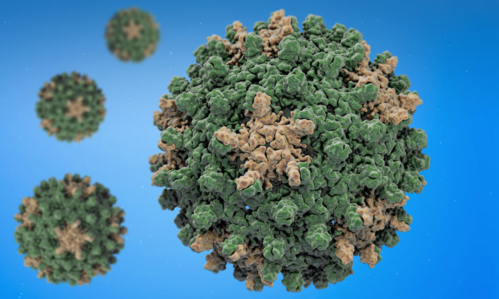 Hepatitis B Virus