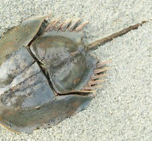 Horseshoe crab