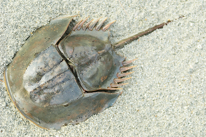 Horseshoe crab