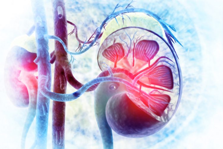 3D illustration of a human kidney connected to blood supply on an abstract, swirling light blue background