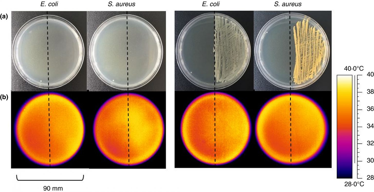 Infrared thermography can detect previsual bacterial growth, shows study