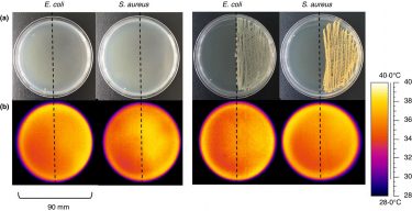 Representative visual and thermal images of agar plates streaked with Escherichia coli and Staphylococcus aureus at 6 and 24 h of growth. E. coli and S. aureus were streaked onto the right-hand side of the agar plate and incubated at 37℃ for 24 h with visual (a) and thermal images (b) taken at 6 and 24 h. The dashed line indicates the midline of the plate dividing the plate into the areas with and without the bacterial growth. Thermal images were taken within 30 s of the plates leaving the incubator (n = 12) [Credit: Hunt B. et al, 2021].
