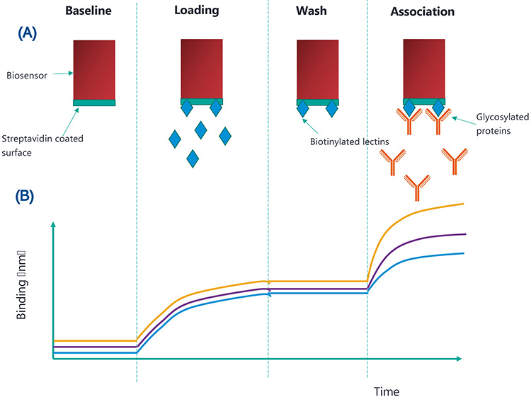 Figure 2: (A) shows the binding which occurs at each assay step and (B) shows how this translates to binding (nm) over time. The yellow, purple and blue lines represent high, medium and low concentrations of glycosylated proteins, respectively. 
