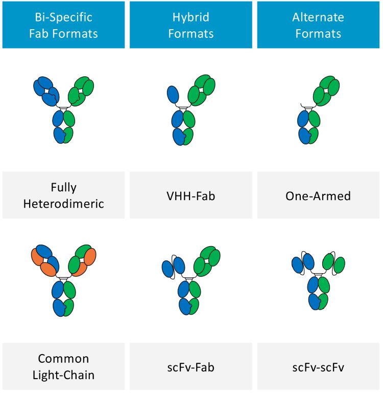 Figure 1: Example of bi-specific formats