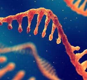 RNA strands, a type of oligonucleotide