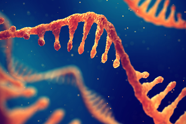 RNA strands, a type of oligonucleotide