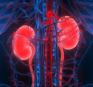 3D illustration of human kidneys within the torso - idea of kidney disease