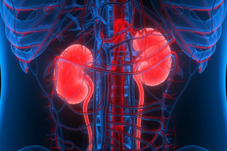 3D illustration of human kidneys within the torso - idea of kidney disease