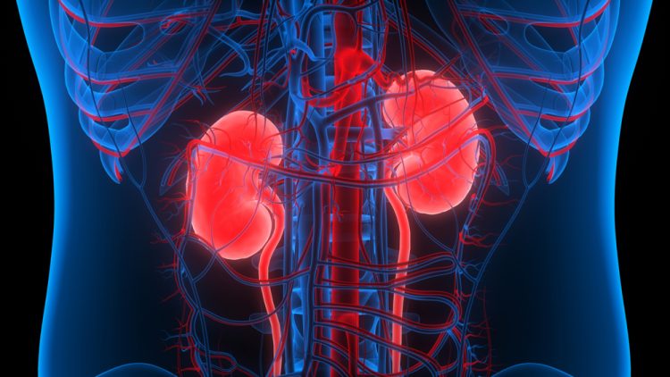 3D illustration of human kidneys within the torso - idea of kidney disease