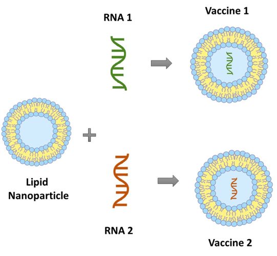 Figure 1: Two different modules (RNA sequences) are combined with the same base platform carrier (lipid nanoparticle) to form two different mRNA platform-based vaccines.