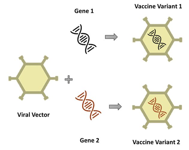 Figure 2: Two different DNA sequences (modules) combined with the same base platform carrier (viral vector) to form two different viral vector vaccine products.