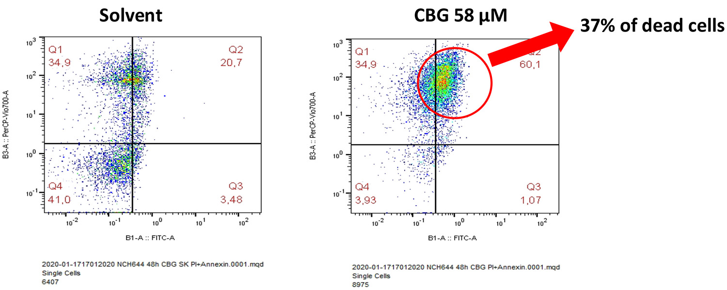 Figure 2: A solvent control, comprised of solvent dimethyl sulfoxide and ethanol, was compared to each of the mono ingredients. Right: NCH644 cells – glioblastoma stem cell line 48 hours after addition of 58μMol of CBG. Thirty-seven percent of the cells were dead.
