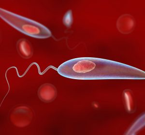 3D illustration of promastigotes of Leishmania parasites