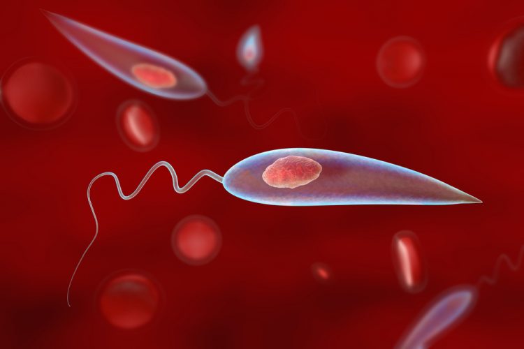 3D illustration of promastigotes of Leishmania parasites