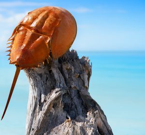 Limulus polyphemus horseshoe crab is one source of LAL for BET testing