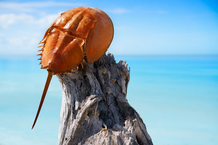 Limulus polyphemus horseshoe crab is one source of LAL for BET testing