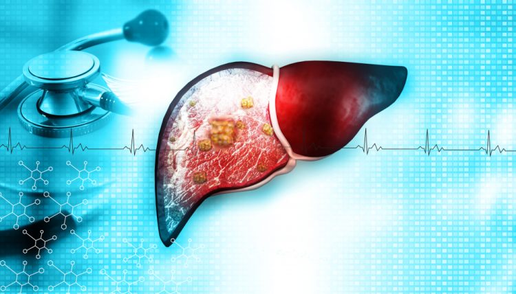 Liver with stethoscope, 3d illustration - idea of treatment of liver disease