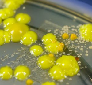 Starvation stress key in Micrococcus luteus cleanroom survival