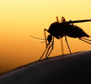 Magnetic blood filter to tackle drug resistant malaria