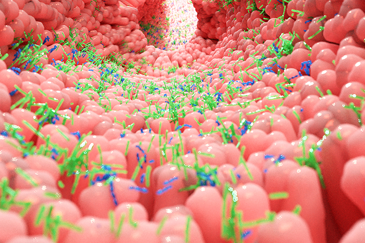 Blue and green microbes on a pink surface (GI tract)